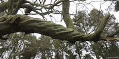 Saint Vaast Dieppedalle (Branche)