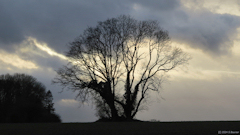 Oherville (Arbres)