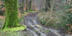 Grainville la Teinturière (Chemin 4)