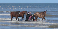 Merville-Franceville-Plage (Chevaux 1)