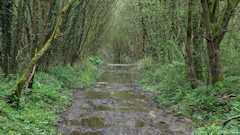 Limpiville (Chemin)