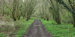 Daubeuf-Serville (Chemin)