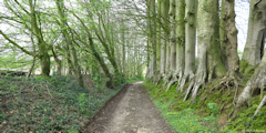 Bretteville du Grand Caux (Chemin)