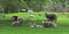Bretteville du Grand Caux (Moutons)