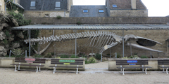 Luc sur Mer (Baleine)