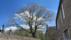 Graye sur Mer (Arbre)