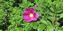 Graye sur Mer (Rosier du Japon)