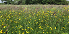 Vergetot (Prairie)