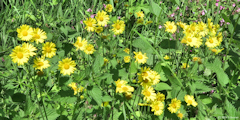 Criquetot l'Esnval (Heliopsis)