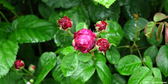 Criquetot l'Esneval (Rose)