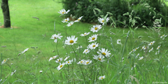 Turretot (Marguerites)