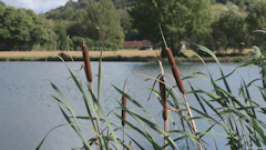 Saint Aubin le Cauf (Massette)