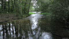 Saint Aubin le Cauf (Affluent 1)