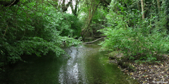 Saint Aubin le Cauf (Affluent 2)