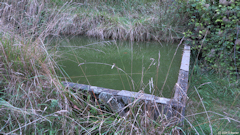 Dampierre Saint Nicolas (Abreuvoir)