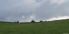 Longueville sur Scie (Vache)
