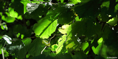 Saint Crespin (Feuilles)