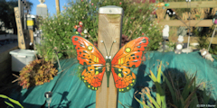 Cropus (Papillon)