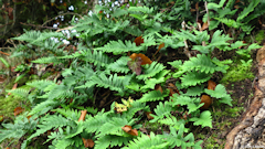 Heugleville sur Scie (Polypodes)