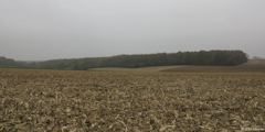 Heugleville sur Scie (Bois)