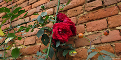 Auffay (Roses)