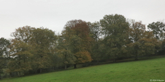 Sévis (Arbres)