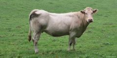 Sévis (Vache)
