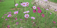 Cressy (Cosmos)