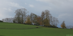 Saint Maclou de Folleville (Arbres)