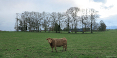 Saint Maclou de Folleville (Vache)