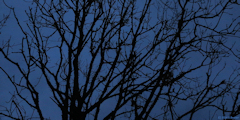 Saint Victor l'Abbaye (Branches)