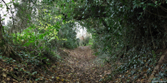 Le Bocasse (Chemin 2)