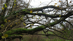 Grugny (Branchage)