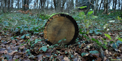 Grugny (Tronc)