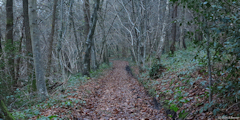 Grugny (Chemin)