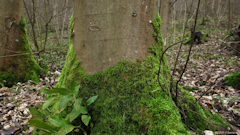 Montville (Mousse 1)