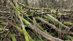Anceaumeville (Branches)