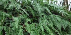 Mont Cauvaire (Polypode)