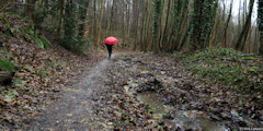 Forêt Verte (Chemin 1)
