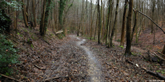 Forêt Verte (Chemin 2)