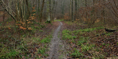 Forêt Verte (Chemin 3)