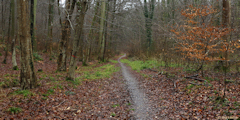 Forêt Verte (Chemin 4)
