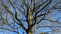 Forêt Verte (Ramure)