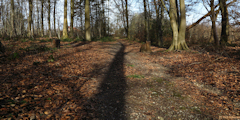 Forêt Verte (Ombre)