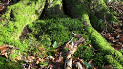 Forêt Verte (Mousse 1)