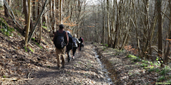 Forêt Verte (Chemin)
