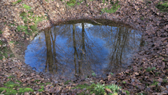 Forêt Verte (Reflet 1)