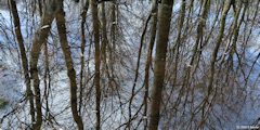Forêt Verte (Reflet 2)