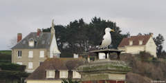Port en Bessin (Goéland)