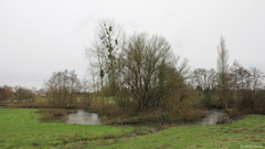 Maisons (Aure)